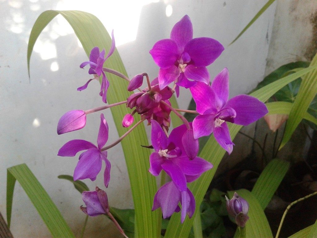 Foto diurna Samsung Galaxy J2