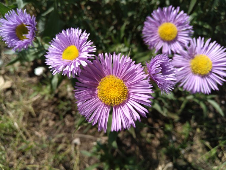 Foto capturada pelo LeEco Le Max 2