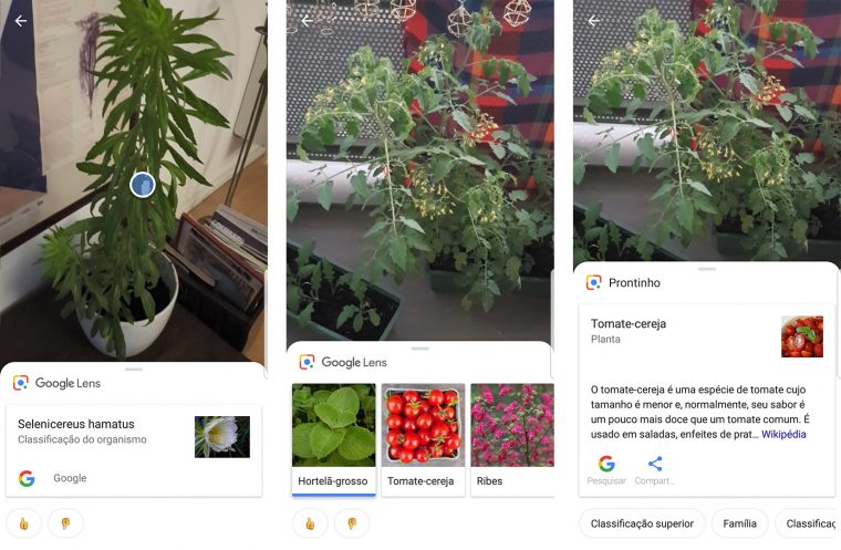 Google Lens reconhece a espécie de um planta