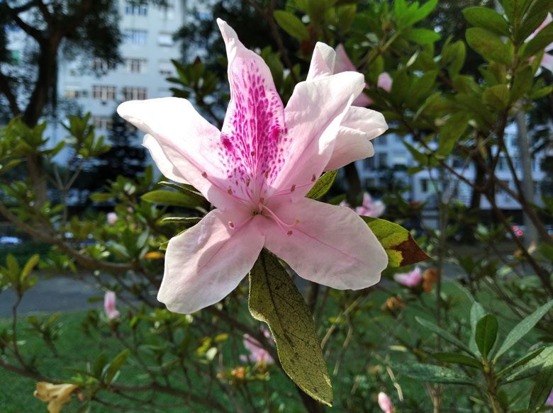 Redmi 7A: foto com a câmera traseira Redmi 7A: foto com a câmera traseira
